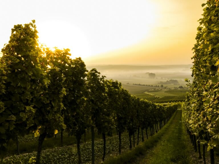 photo of vineyard in countryside
